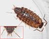 Philoscia sp.